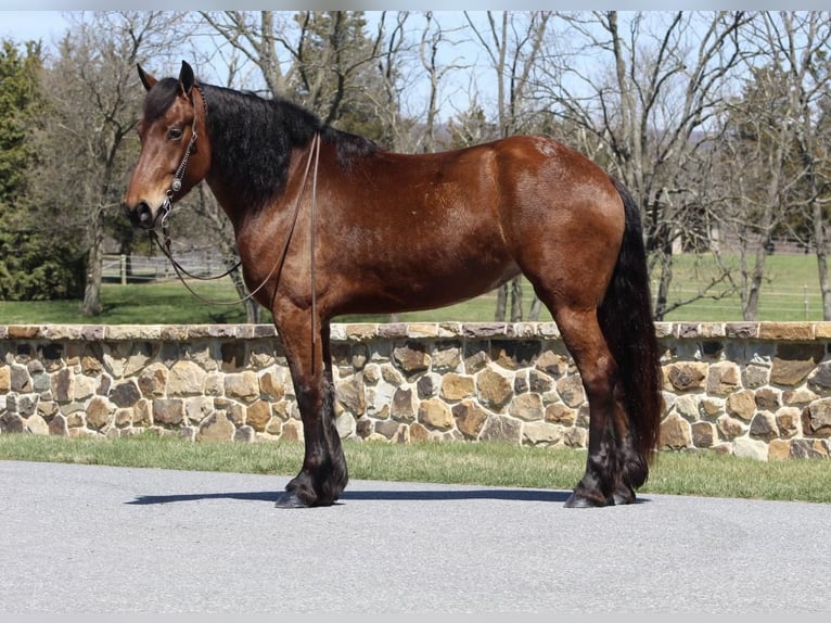 Belgian Draft Mix Mare 5 years Bay in Millerstown, PA