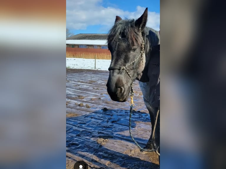 Belgian Draft Mare 6 years 16 hh Gray-Blue-Tan in Neufahrn in Niederbayern