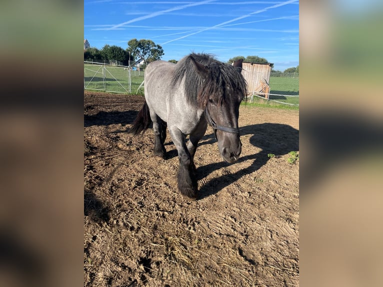 Belgian Draft Mare 6 years 16 hh Gray-Blue-Tan in Neufahrn in Niederbayern