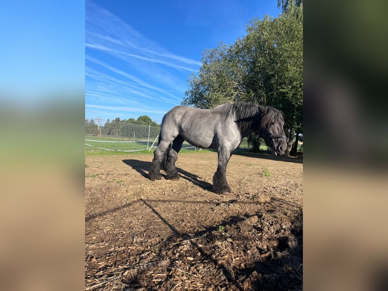 Belgian Draft Mare 6 years 16 hh Gray-Blue-Tan in Neufahrn in Niederbayern