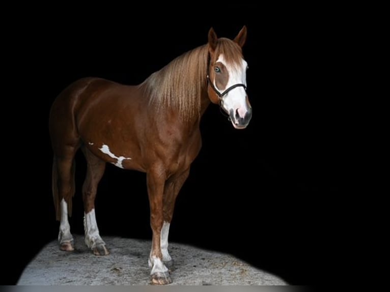 Belgian Draft Mix Mare 7 years Chestnut in Williamsburg