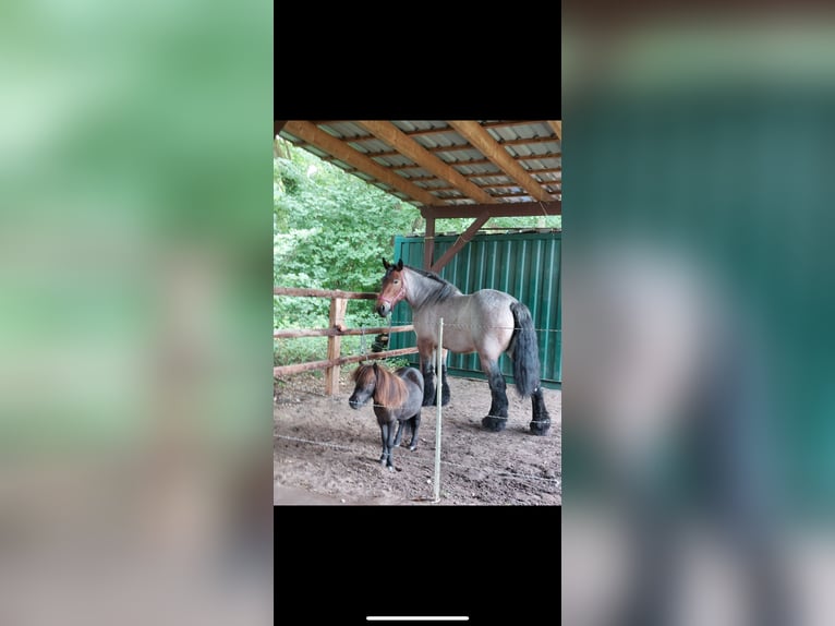 Belgian Draft Mare 8 years 16 hh Bay in Walsrode