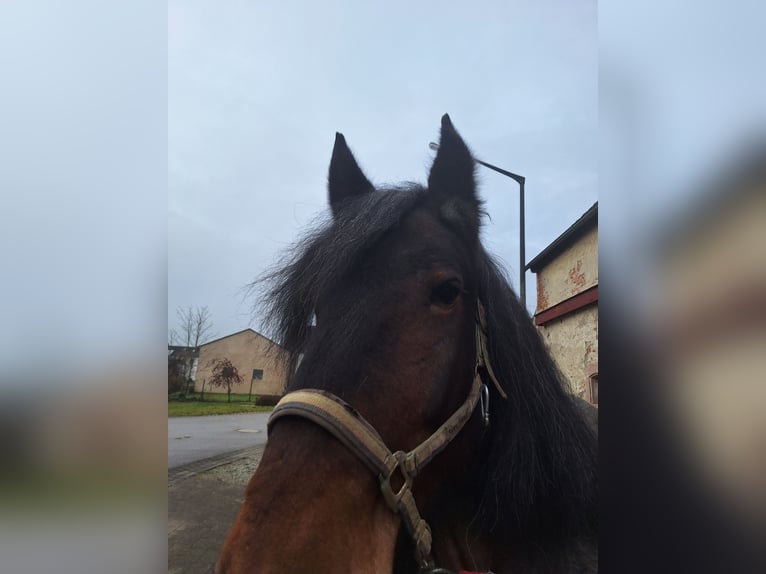 Belgian Draft Mare 9 years 16 hh Brown Falb mold in Wieseth