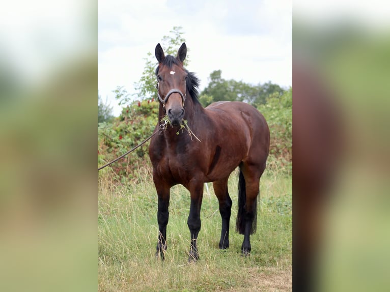 Belgian Draft Mix Mare 9 years 16 hh Brown in Romedenne