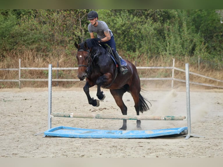Belgian Draft Mix Mare 9 years 16 hh Brown in Romedenne