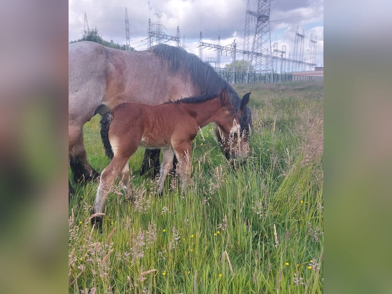 Belgian Draft Mare  Can be white in Oosteeklo