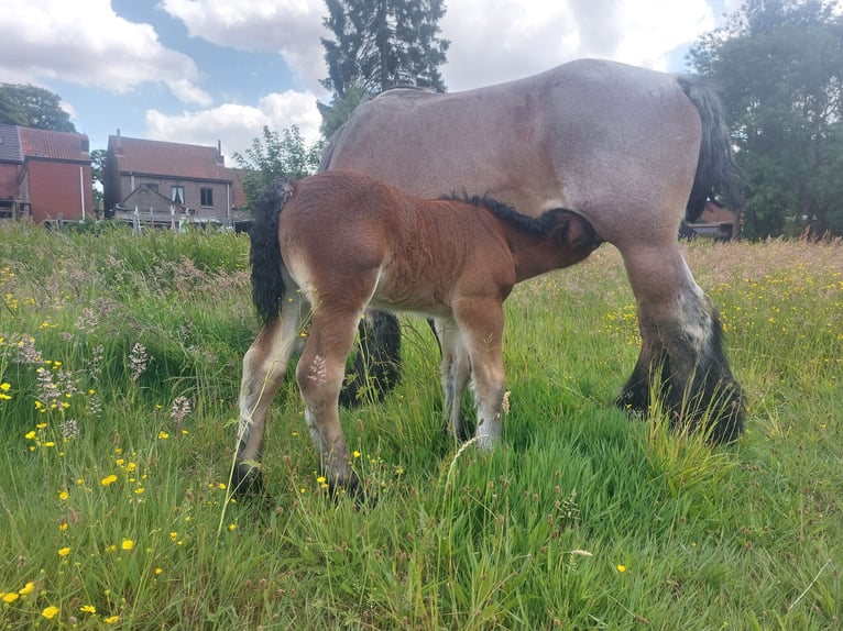 Belgian Draft Mare  Can be white in Oosteeklo