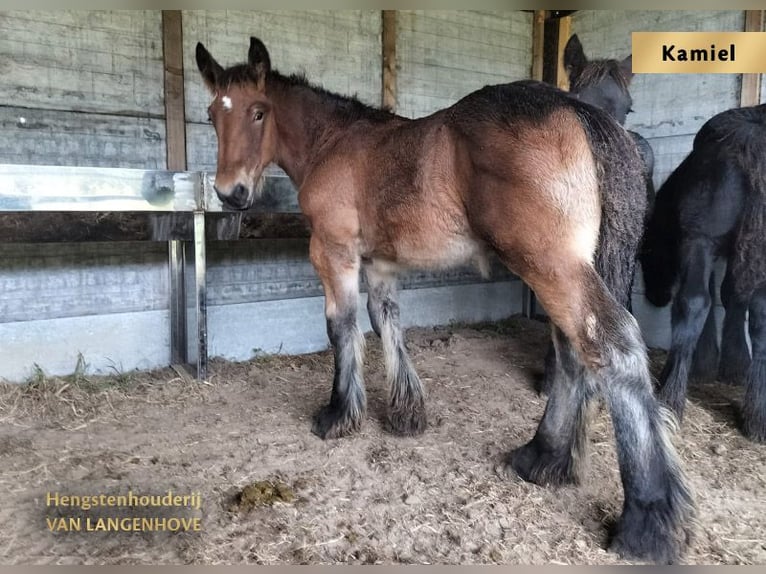 Belgian Draft Mare Foal (05/2024) Gray-Blue-Tan in Denderbelle