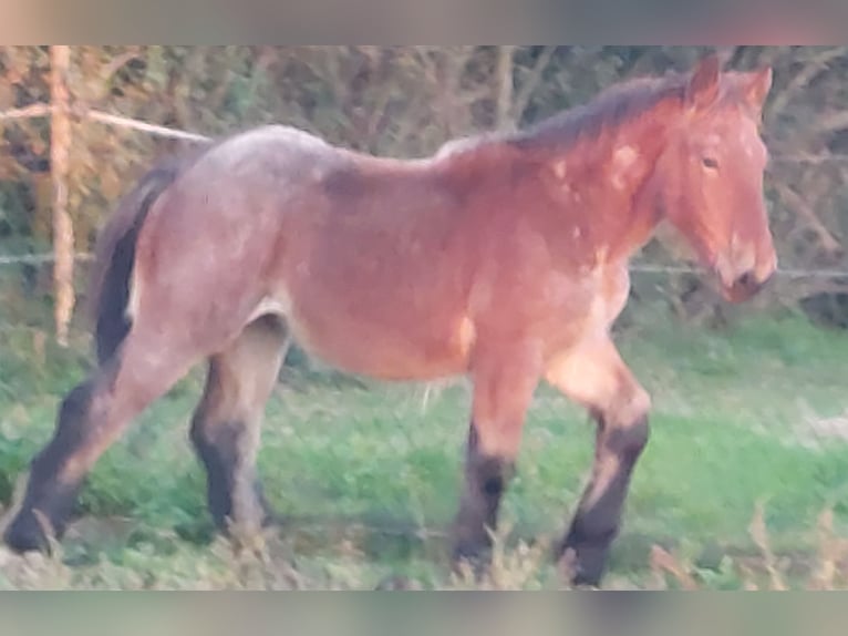 Belgian Draft Mare Foal (04/2024) Roan-Bay in Oosteeklo