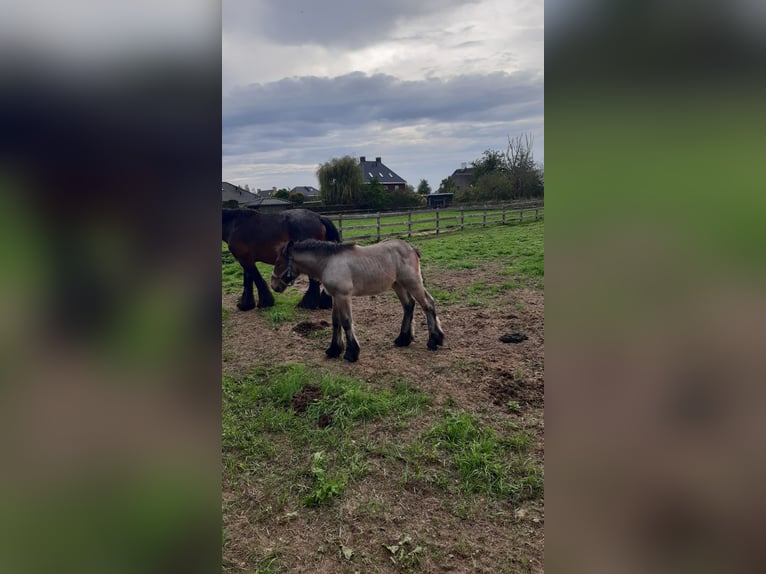 Belgian Draft Mare Foal (06/2026) Roan-Red in KERKDRIEL