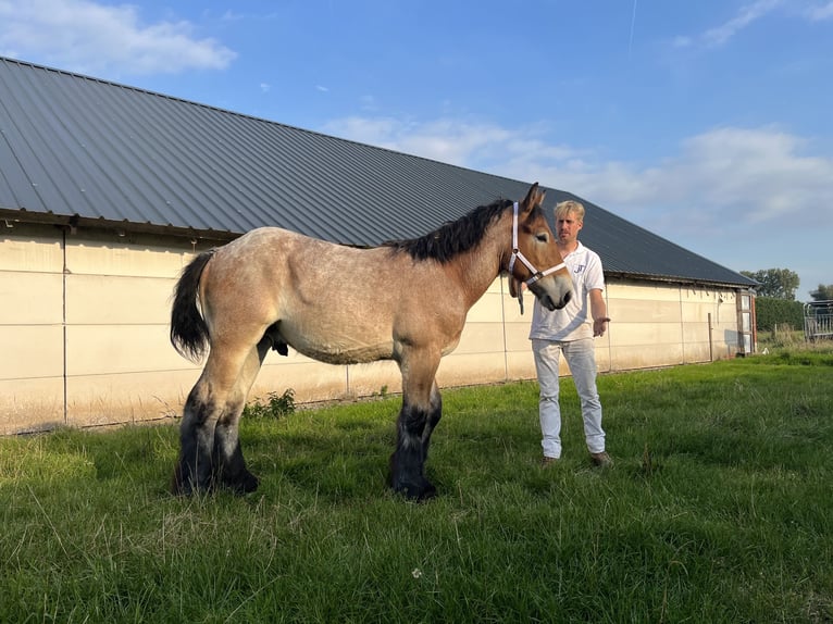 Belgian Draft Stallion 1 year 15 hh Gray-Dapple in Kaprijke