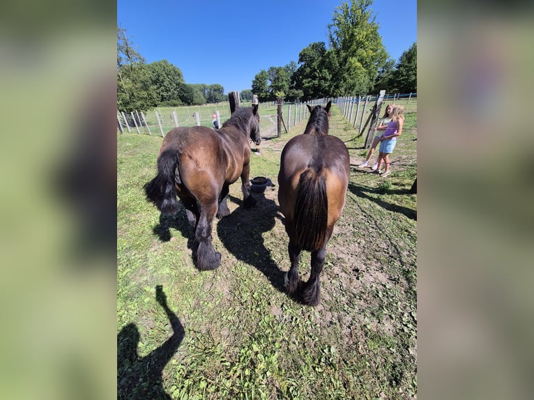 Belgian Draft Stallion 1 year 16,1 hh Black in Haacht