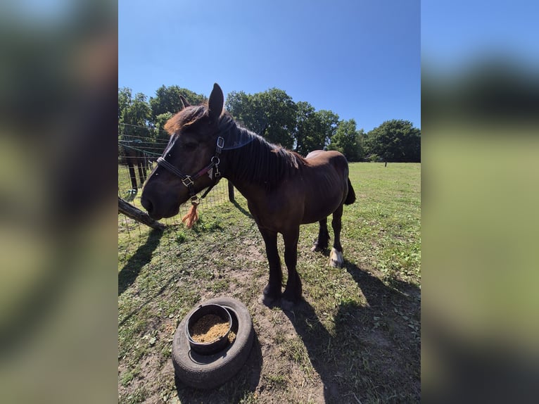 Belgian Draft Stallion 1 year 16,1 hh Black in Haacht