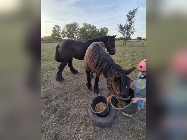 Belgian Draft Stallion 1 year 16,1 hh Black in Haacht