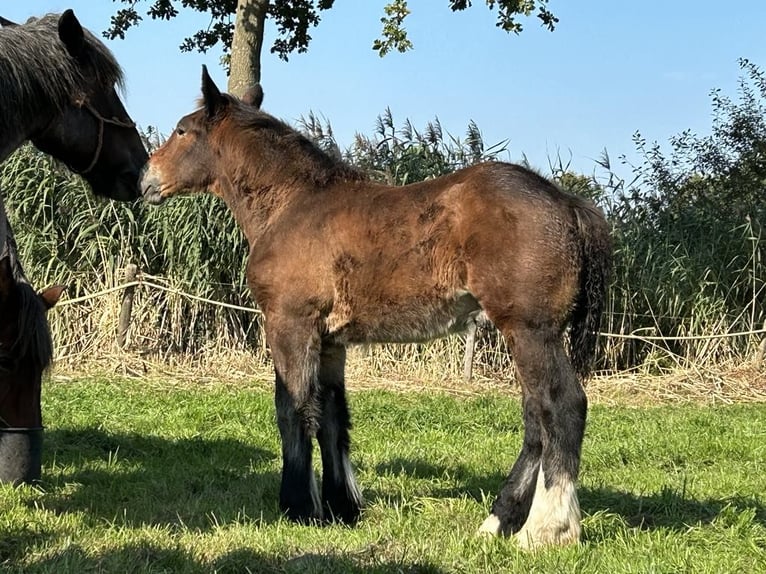 Belgian Draft Stallion 1 year Brown in Veghell