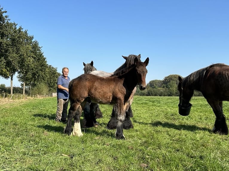 Belgian Draft Stallion 1 year Brown in Veghell