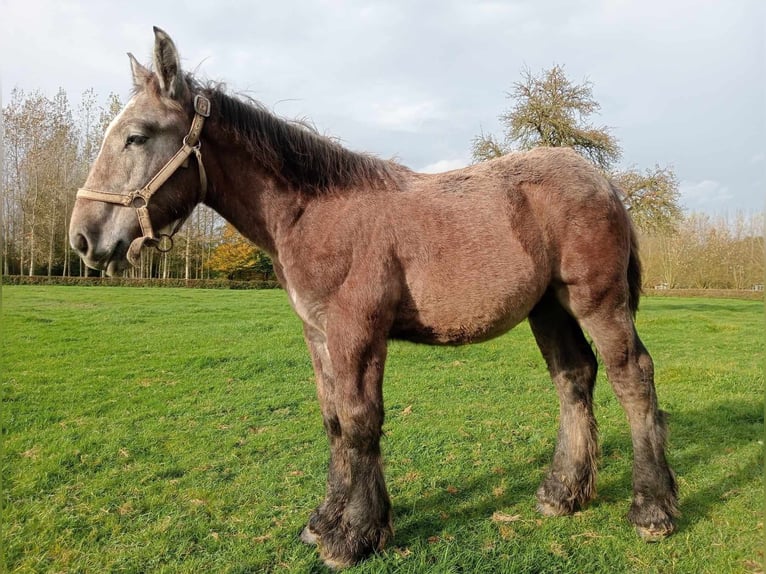 Belgian Draft Stallion 1 year Gray-Dapple in Alken