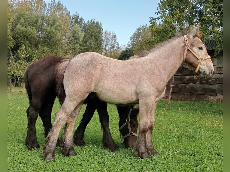 Belgian Draft Stallion 1 year Gray-Dapple in Alken