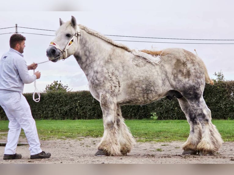 Belgian Draft Stallion 1 year Gray-Dapple in Alken