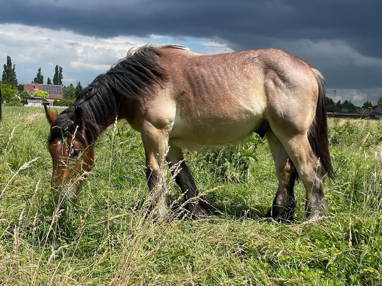 Belgian Draft Stallion 1 year Roan-Bay in Denderbelle