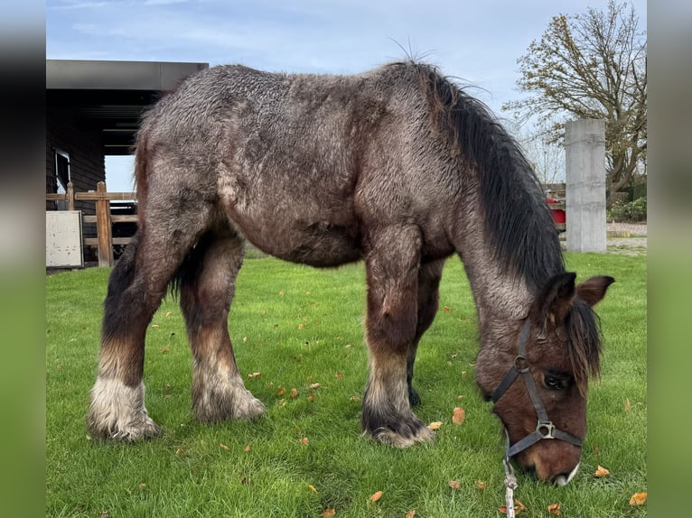 Belgian Draft Stallion 1 year in Schelle