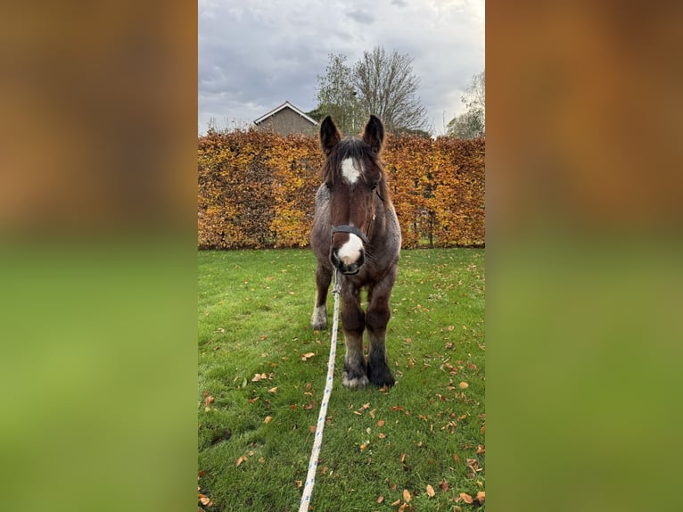 Belgian Draft Stallion 1 year in Schelle