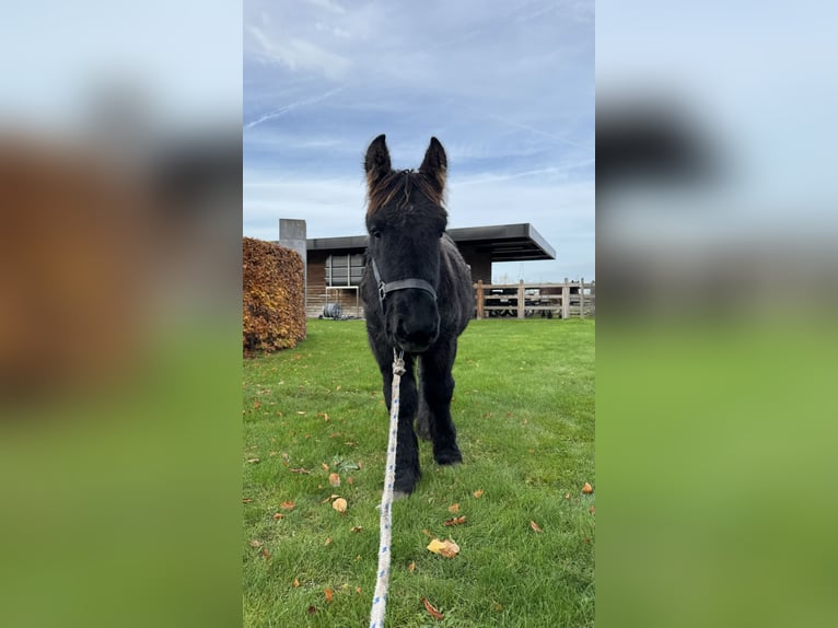 Belgian Draft Stallion 1 year in Schelle