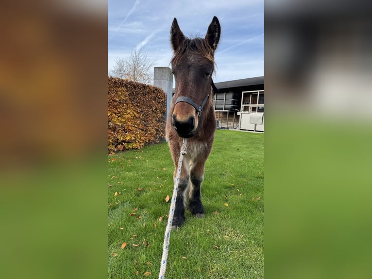 Belgian Draft Stallion 1 year in Schelle