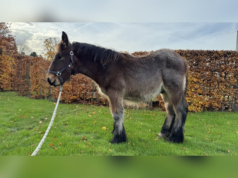 Belgian Draft Stallion 1 year in Schelle