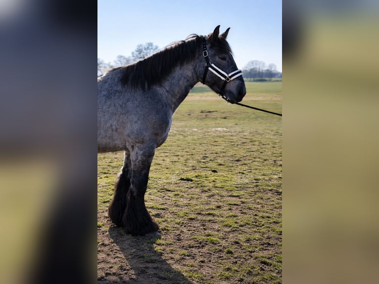 Belgian Draft Stallion 2 years 15.2 hh Grey-Blue-Tan in Baumgarten