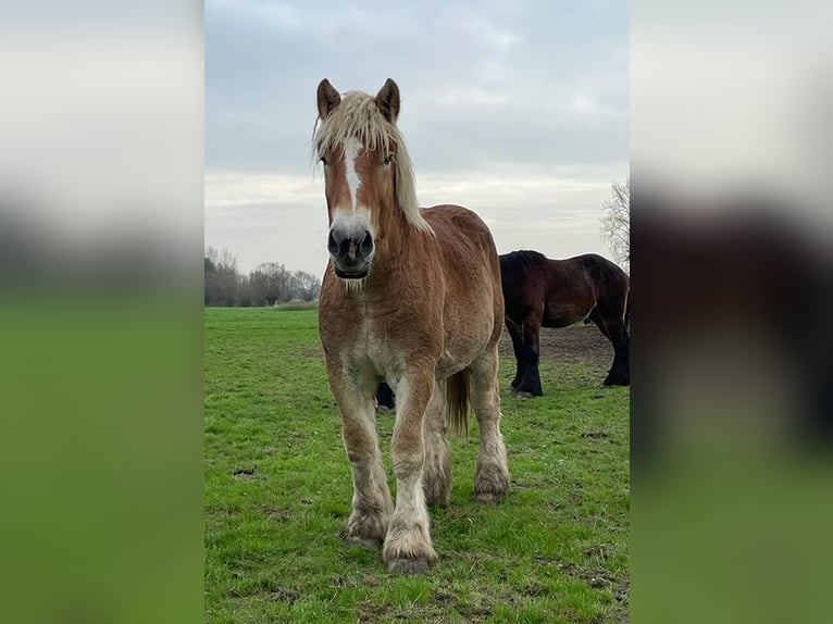 Belgian Draft Stallion 2 years Chestnut in Denderbelle