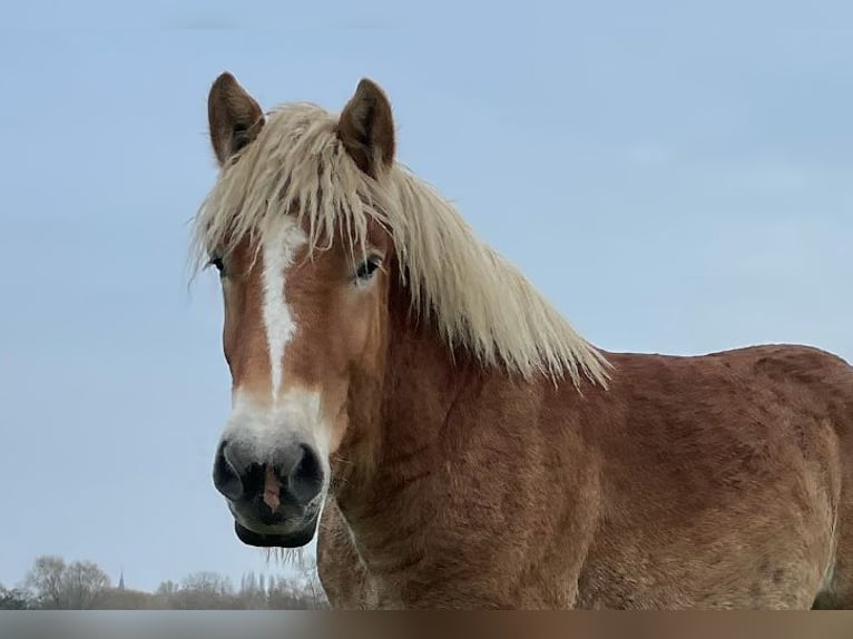 Belgian Draft Stallion 2 years Chestnut in Denderbelle