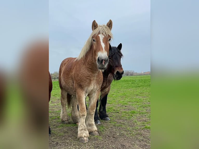 Belgian Draft Stallion 2 years Chestnut in Denderbelle