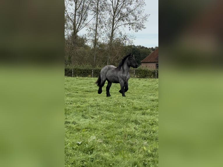 Belgian Draft Stallion 2 years Gray-Blue-Tan in Schelle