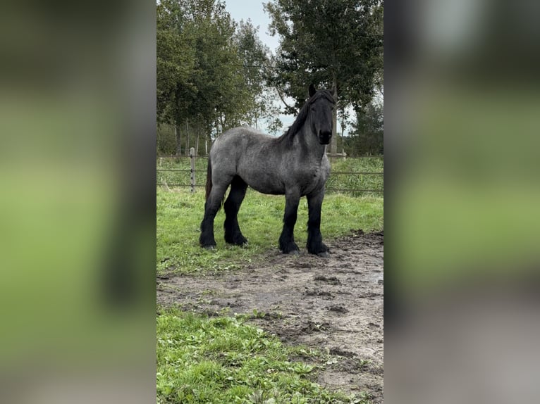 Belgian Draft Stallion 2 years Gray-Blue-Tan in Schelle