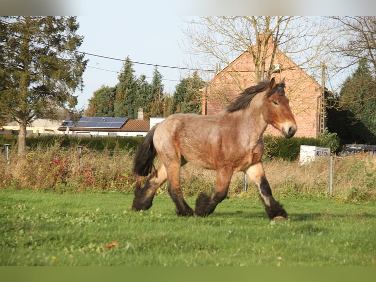 Belgian Draft Stallion 2 years in Herdersem