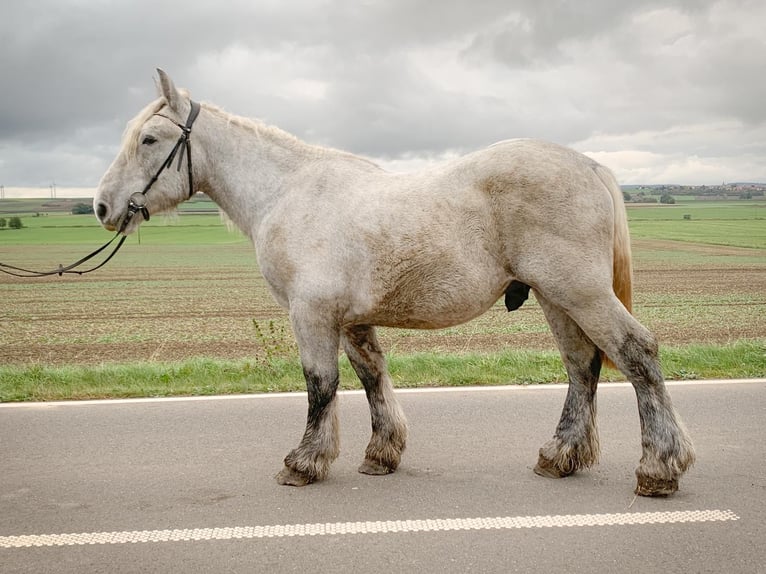 Belgian Draft Stallion 3 years 16,2 hh Gray-Dapple in Wienrode