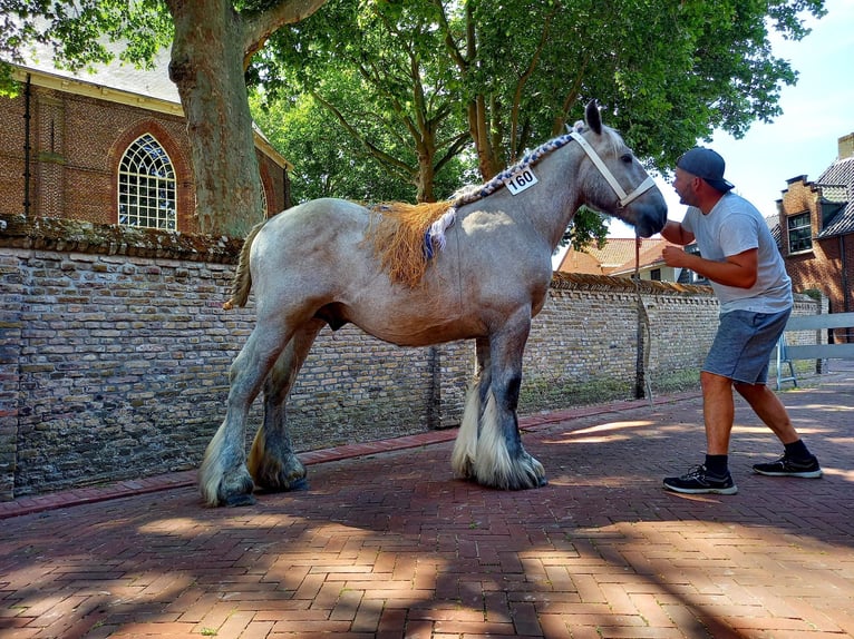 Belgian Draft Stallion 3 years 16,2 hh Gray-Dapple in Wienrode