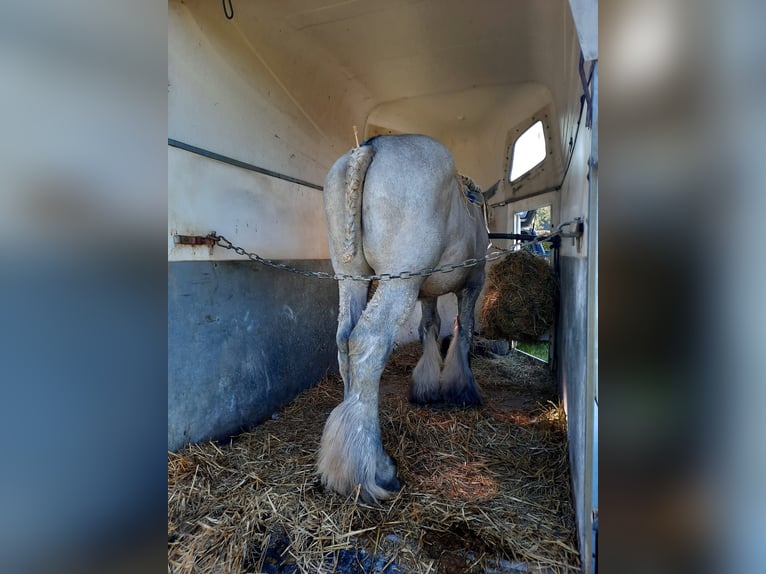 Belgian Draft Stallion 3 years 16,2 hh Gray-Dapple in Wienrode