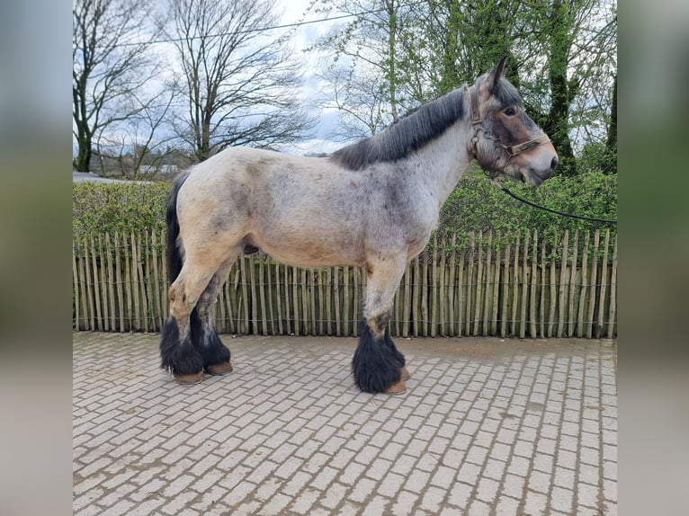 Belgian Draft Stallion 3 years  in Kürten