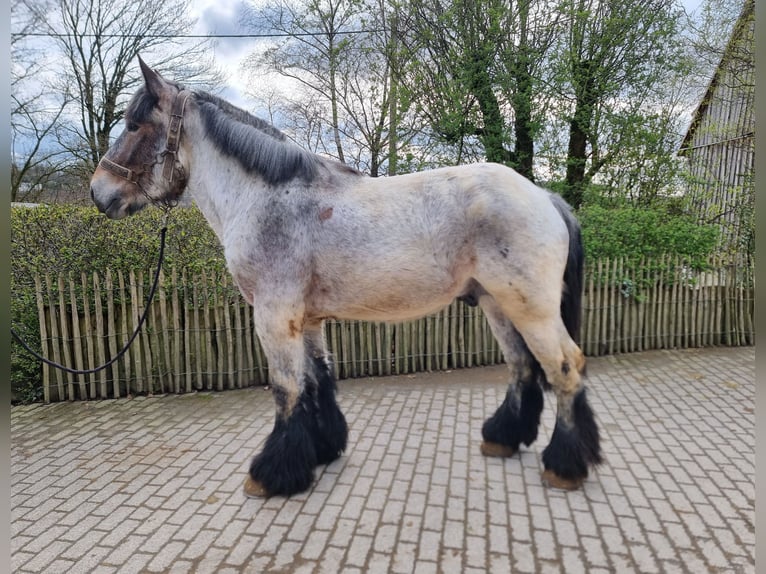 Belgian Draft Stallion 3 years  in Kürten