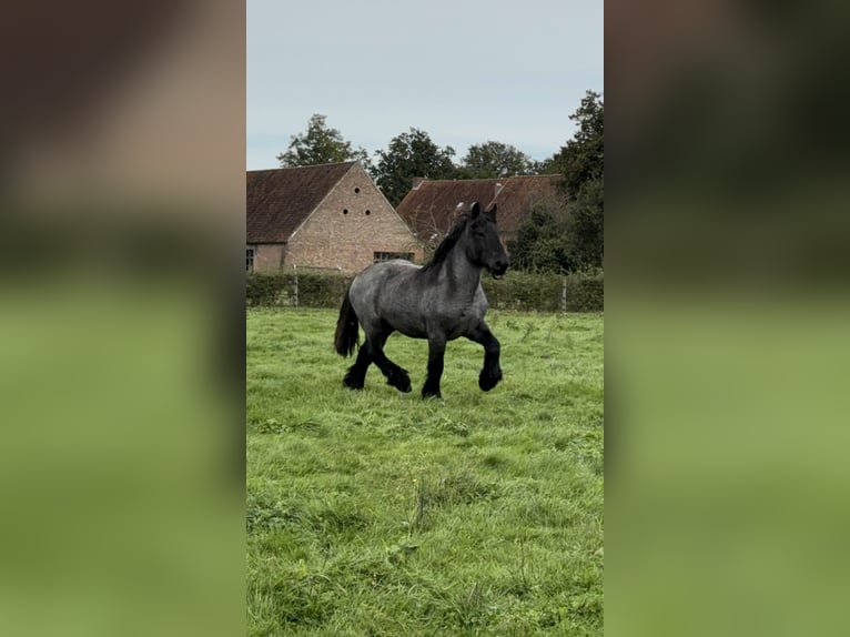 Belgian Draft Stallion 3 years Gray-Blue-Tan in Schelle