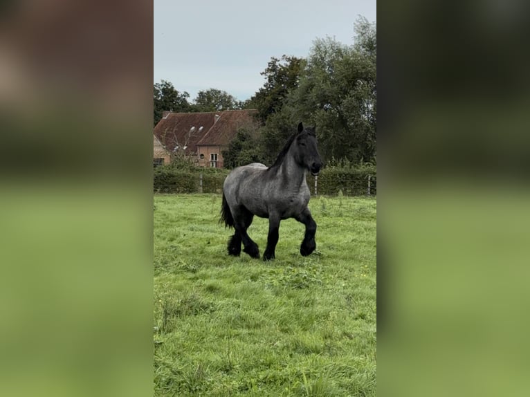 Belgian Draft Stallion 3 years Gray-Blue-Tan in Schelle