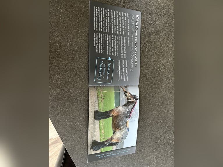 Belgian Draft Stallion 5 years 16.1 hh Brown Falb mold in Veghel