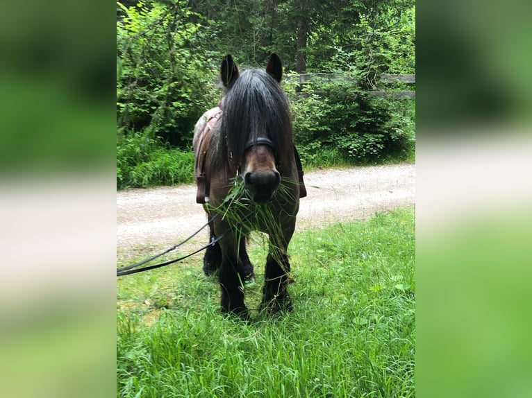 Belgian Draft Stallion 5 years 16,2 hh Brown in Telfs