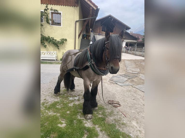 Belgian Draft Stallion 5 years 16,2 hh Brown in Telfs