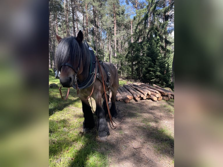 Belgian Draft Stallion 5 years 16,2 hh Brown in Telfs