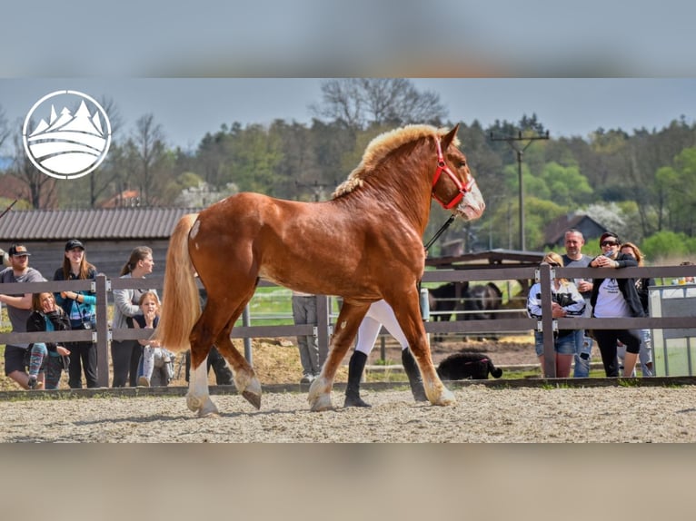 Belgian Draft Stallion 5 years in Pukanec Belgian Draft Stallion 5 years in Pukanec