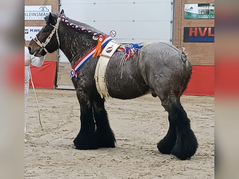 Belgian Draft Stallion 9 years 16.2 hh Roan-Bay in Donkerbroek