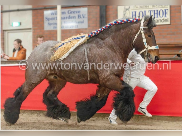 Belgian Draft Stallion 9 years 16.2 hh Roan-Bay in Donkerbroek